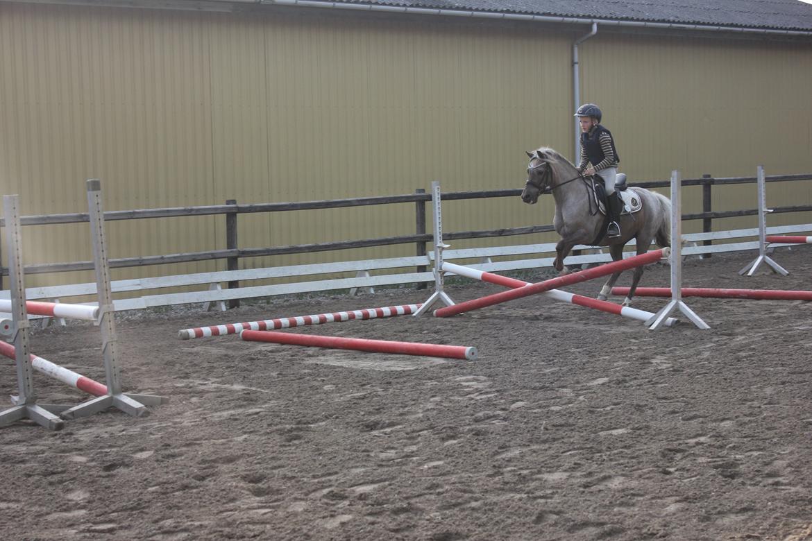 Welsh Pony (sec B) Låddenhøjs Medina billede 4