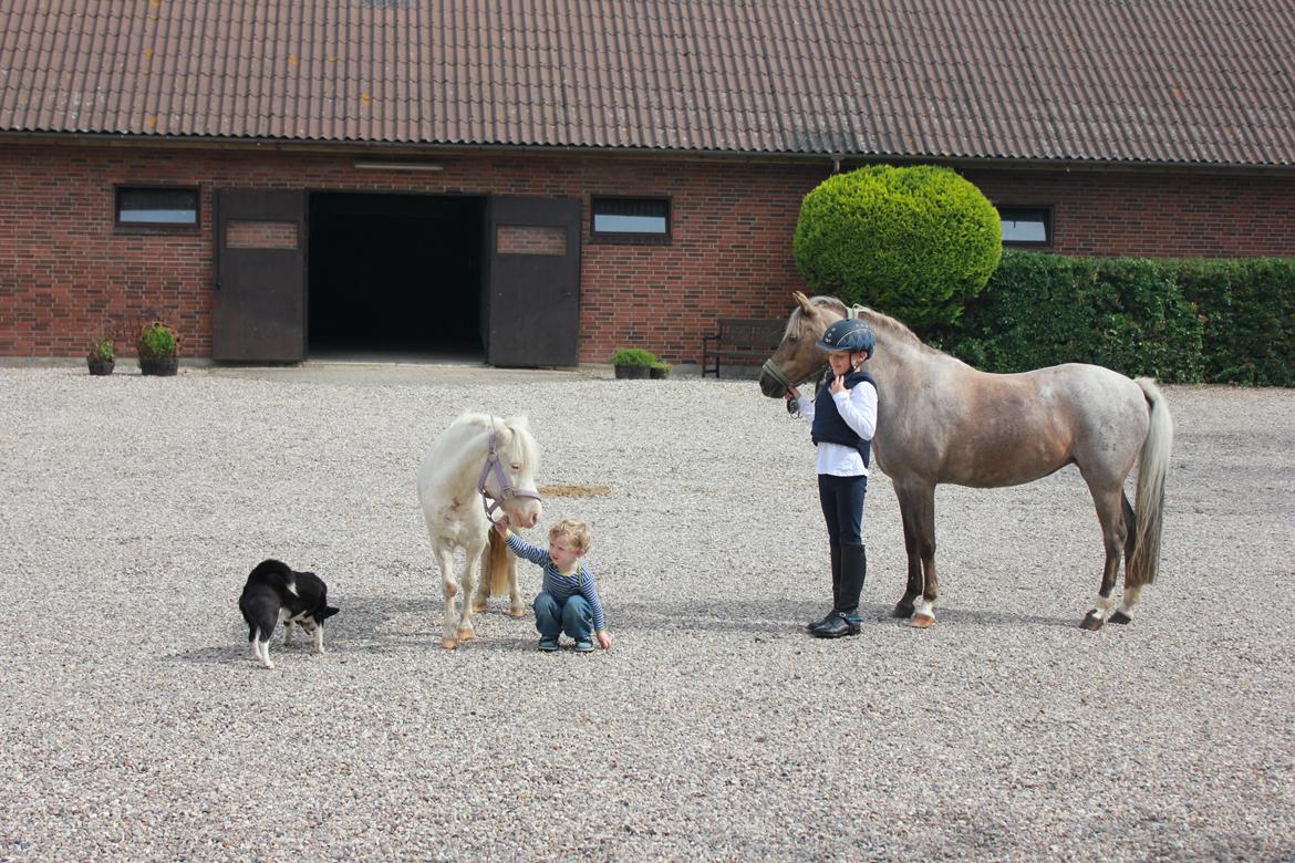 Welsh Pony (sec B) Låddenhøjs Medina billede 5