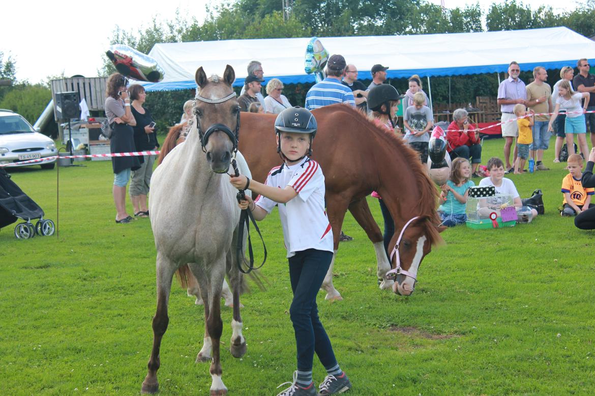 Welsh Pony (sec B) Låddenhøjs Medina billede 6