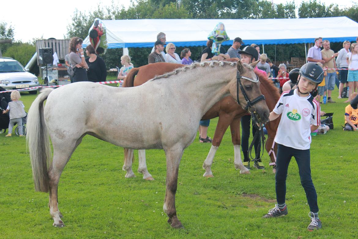 Welsh Pony (sec B) Låddenhøjs Medina billede 7