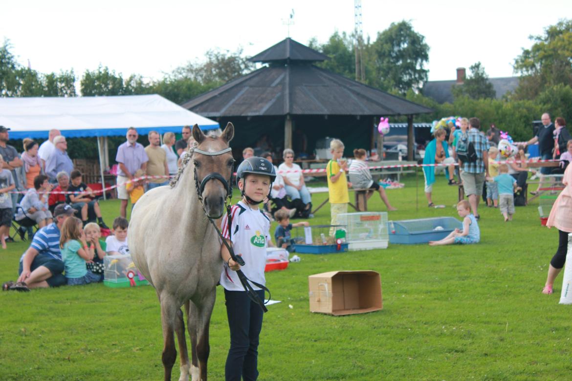 Welsh Pony (sec B) Låddenhøjs Medina billede 8