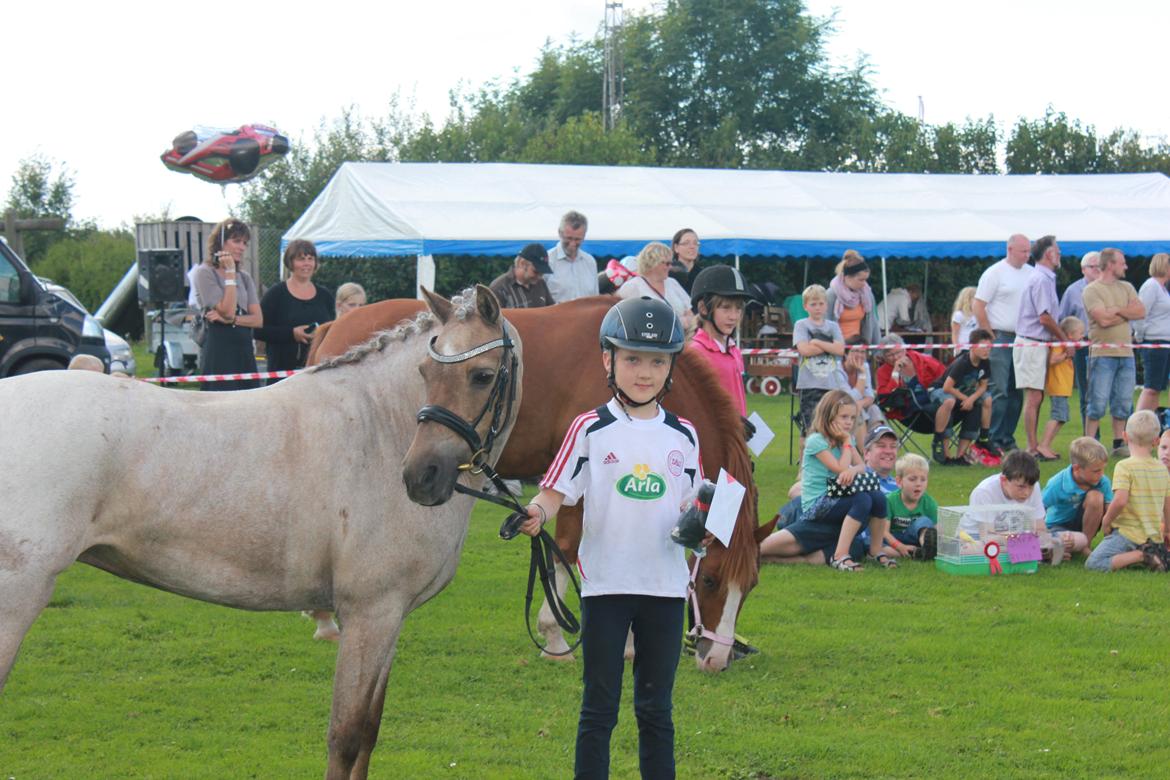 Welsh Pony (sec B) Låddenhøjs Medina billede 9