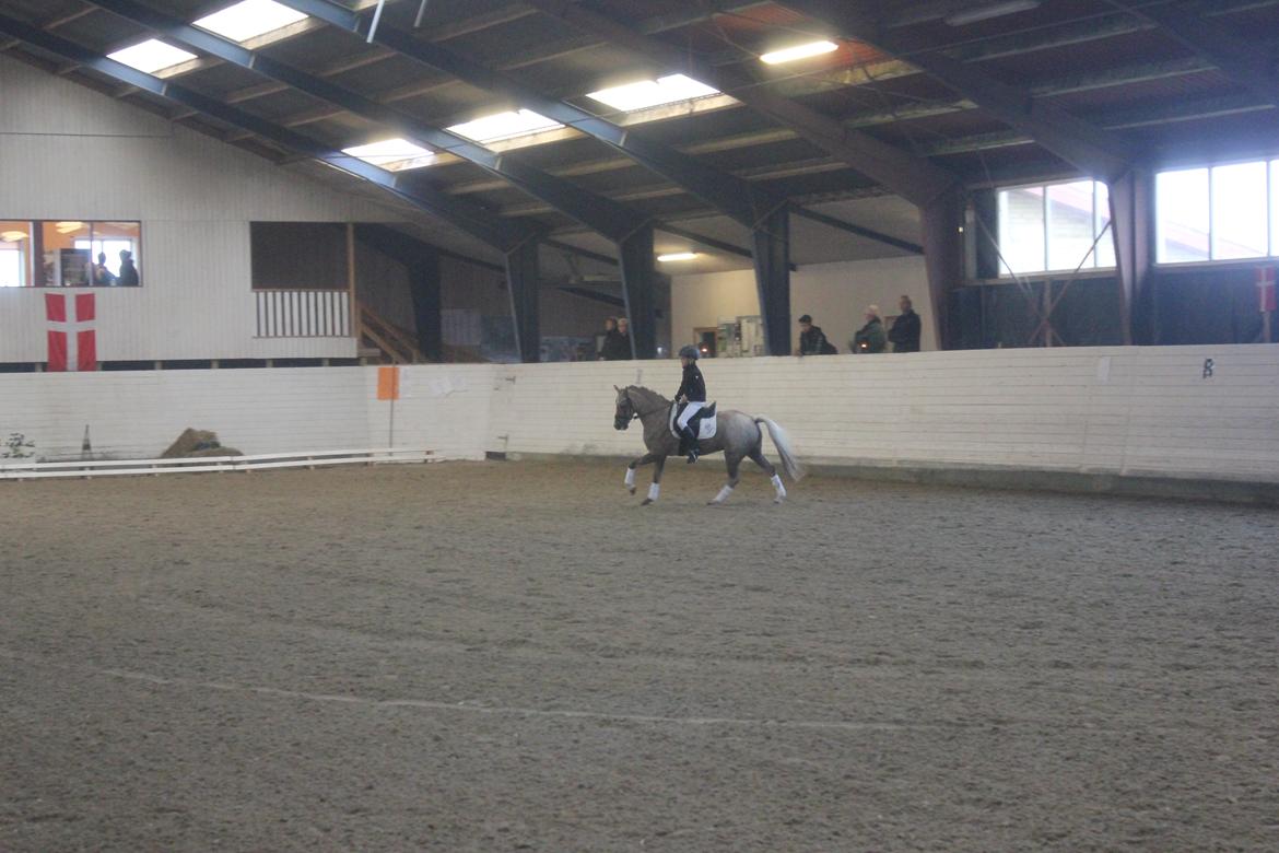 Welsh Pony (sec B) Låddenhøjs Medina billede 10