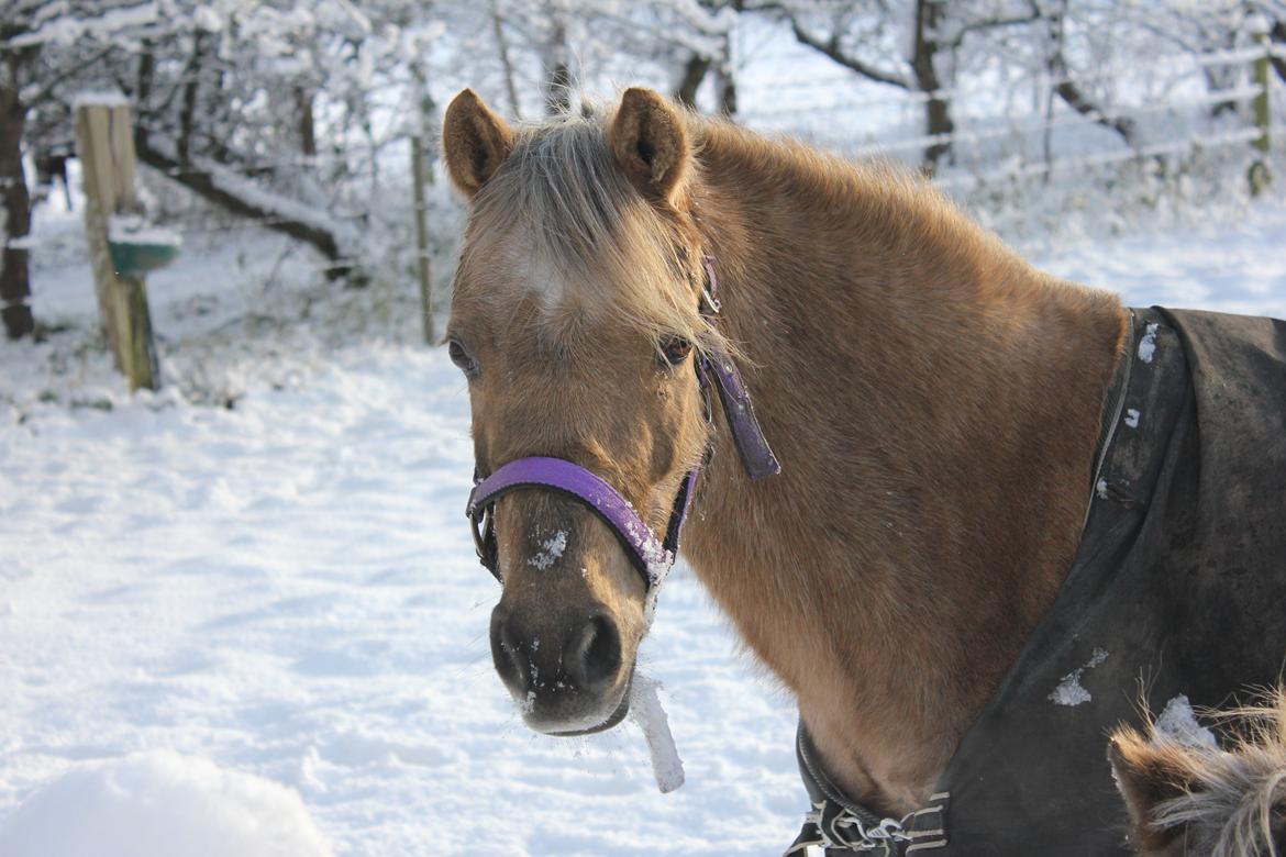 Welsh Pony (sec B) Låddenhøjs Medina billede 1