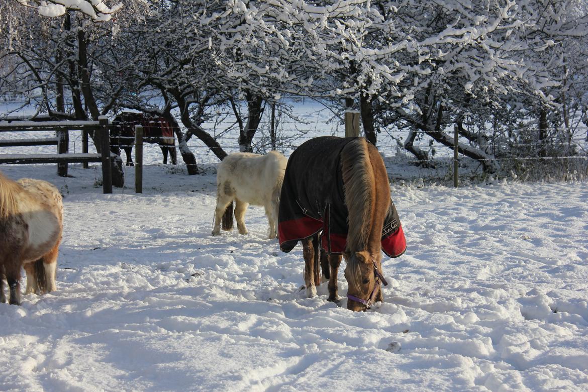Welsh Pony (sec B) Låddenhøjs Medina billede 11
