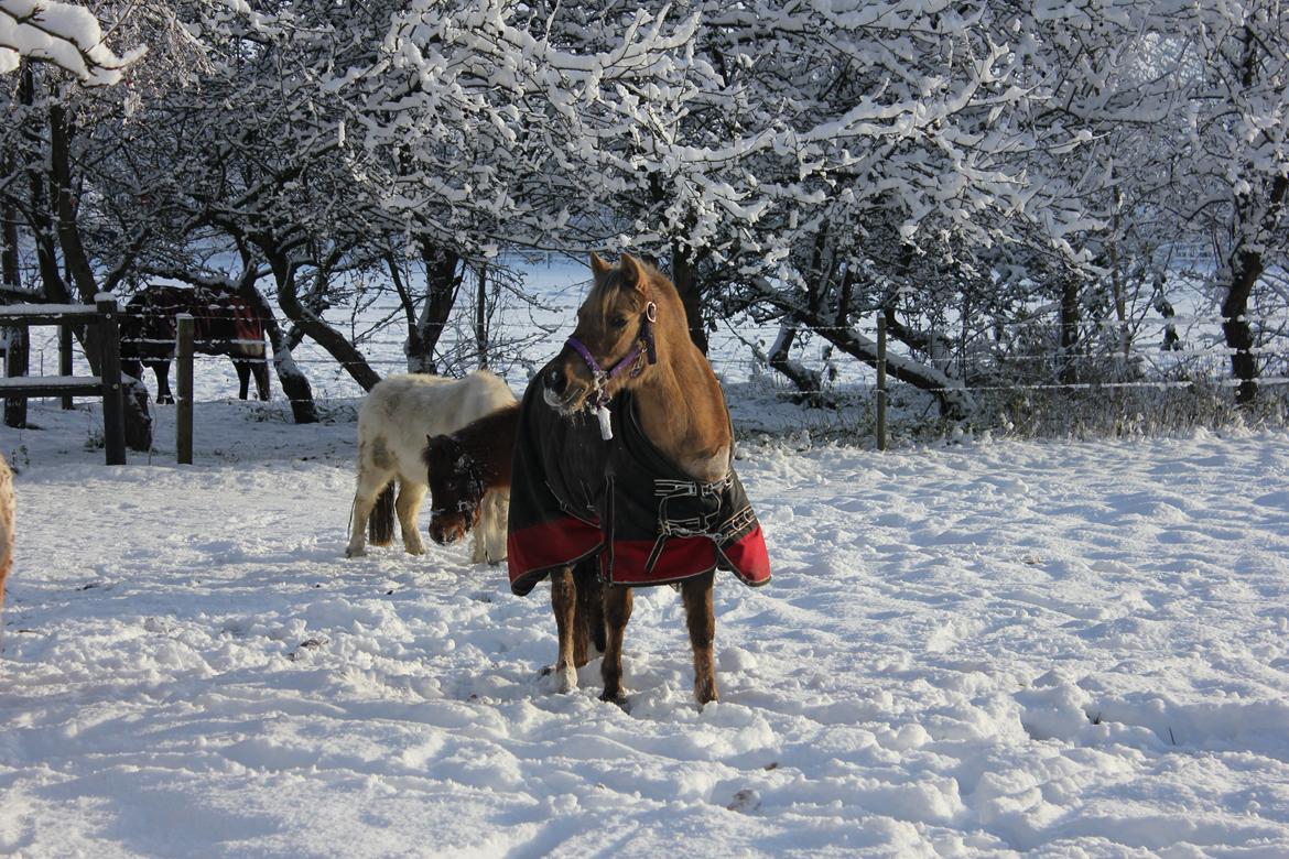 Welsh Pony (sec B) Låddenhøjs Medina billede 12