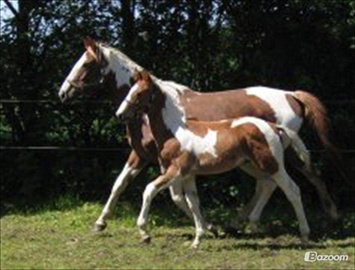 Pinto Elmegårdens Isak billede 2