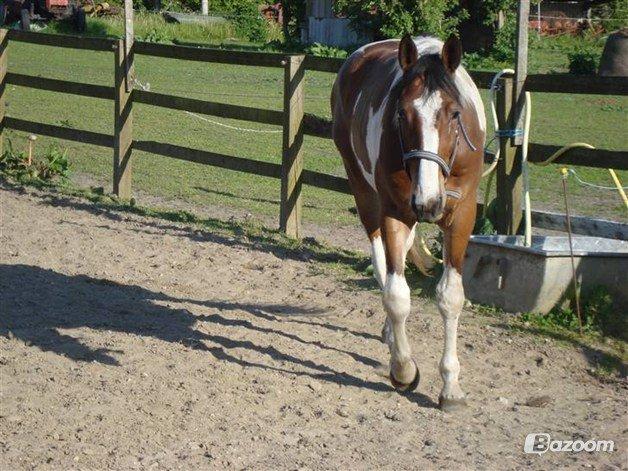 Pinto Elmegårdens Isak billede 4