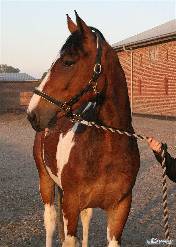 Pinto Elmegårdens Isak billede 5