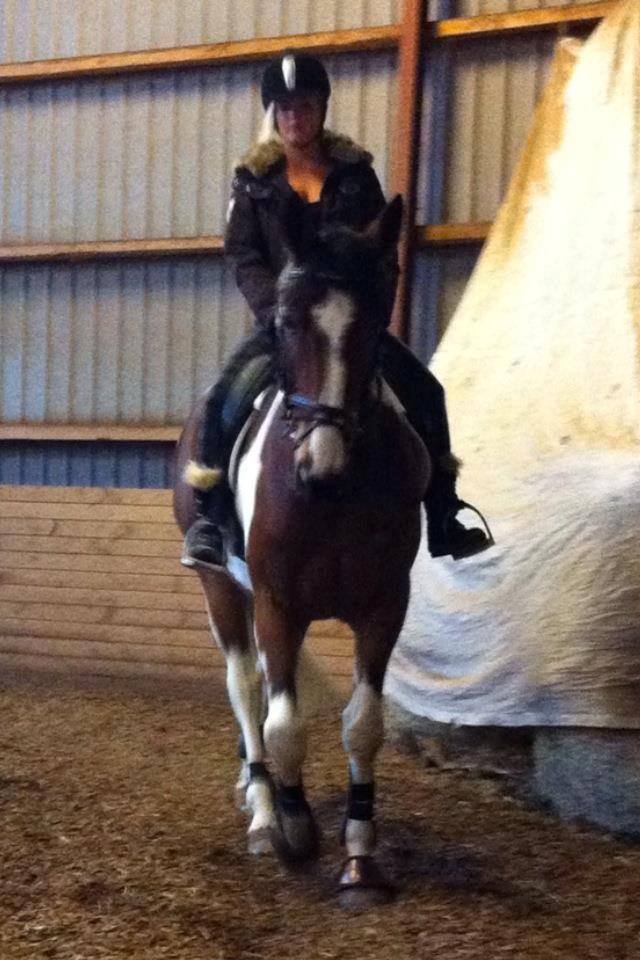 Pinto Elmegårdens Isak billede 1