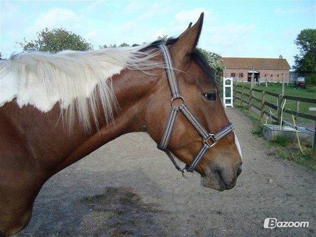 Pinto Elmegårdens Isak billede 6