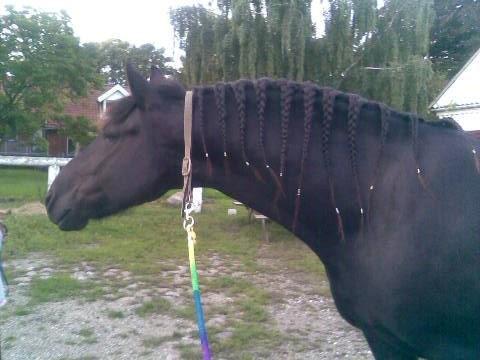 Anden særlig race Marlot -solgt billede 1