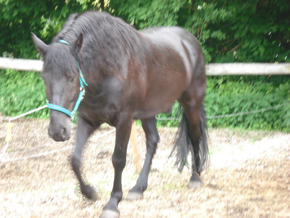 Anden særlig race Marlot -solgt billede 2