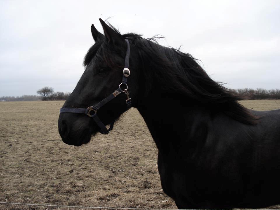 Anden særlig race Marlot -solgt billede 3