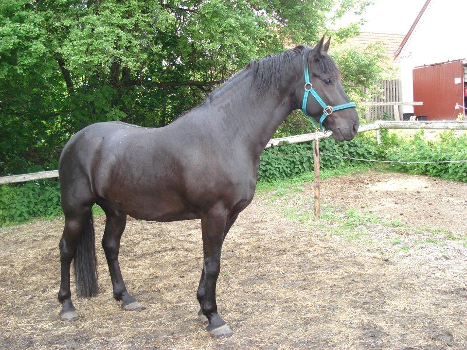 Anden særlig race Marlot -solgt billede 5