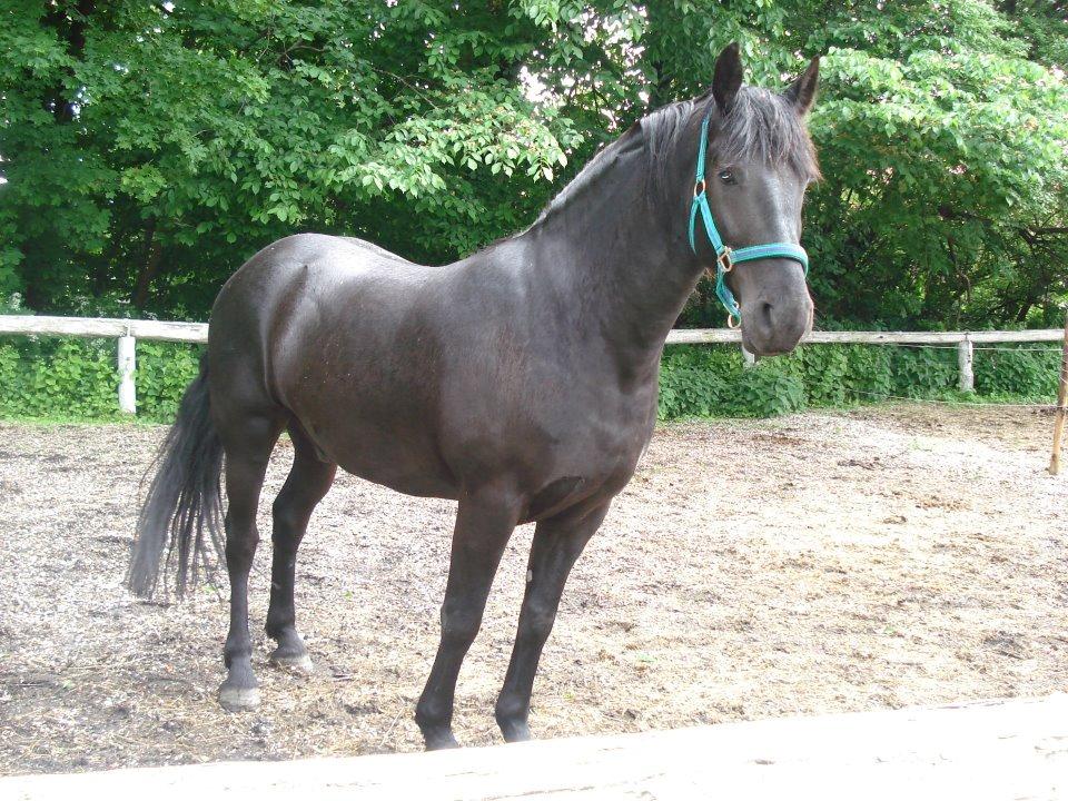 Anden særlig race Marlot -solgt billede 6