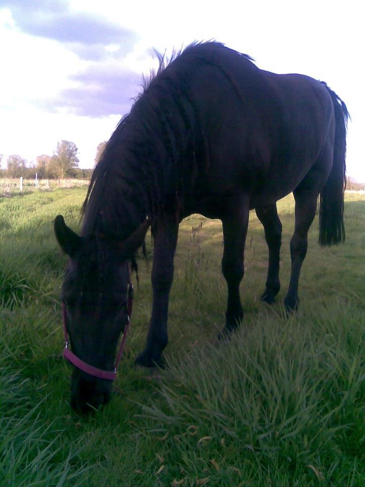 Anden særlig race Marlot -solgt billede 7