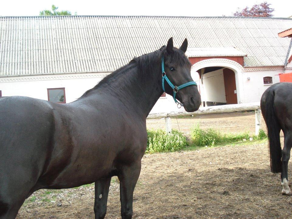 Anden særlig race Marlot -solgt billede 8