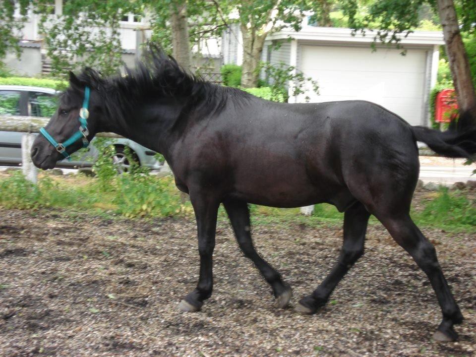 Anden særlig race Marlot -solgt billede 10