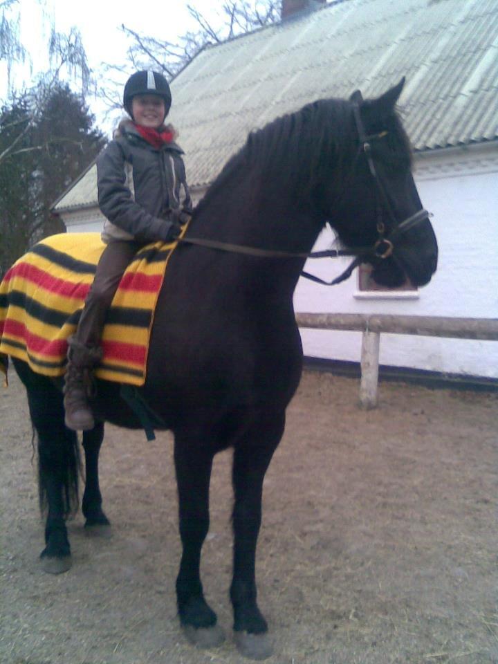 Anden særlig race Marlot -solgt billede 11