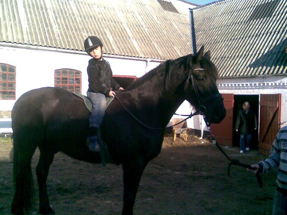 Anden særlig race Marlot -solgt billede 12