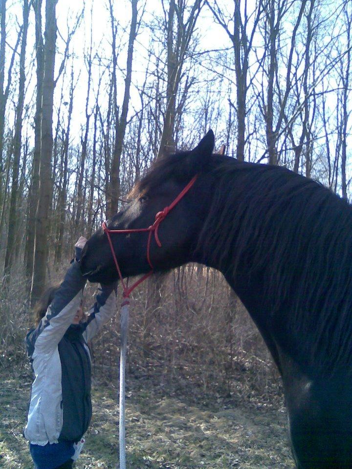 Anden særlig race Marlot -solgt billede 13