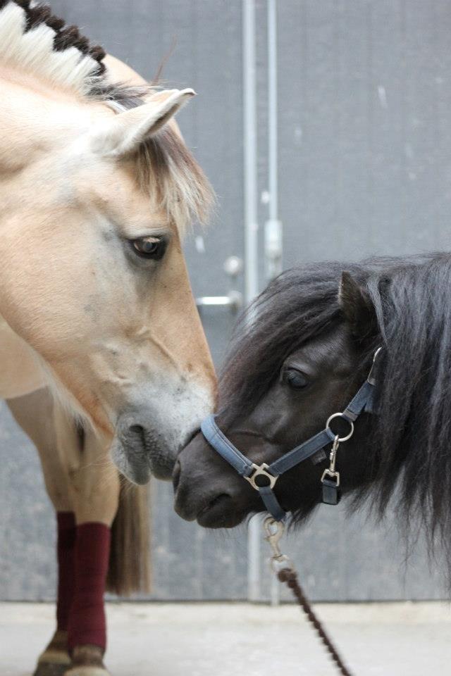 Fjordhest Silja<3 - Silje Thorslunde ¤My Soulmate¤ - Silja og staldens mindste medlem, Coco :') Foto: Lyhne billede 12