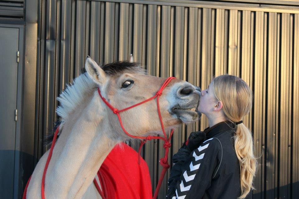 Fjordhest Silja<3 - Silje Thorslunde ¤My Soulmate¤ - Møsar :-* Foto: Lyhne billede 2