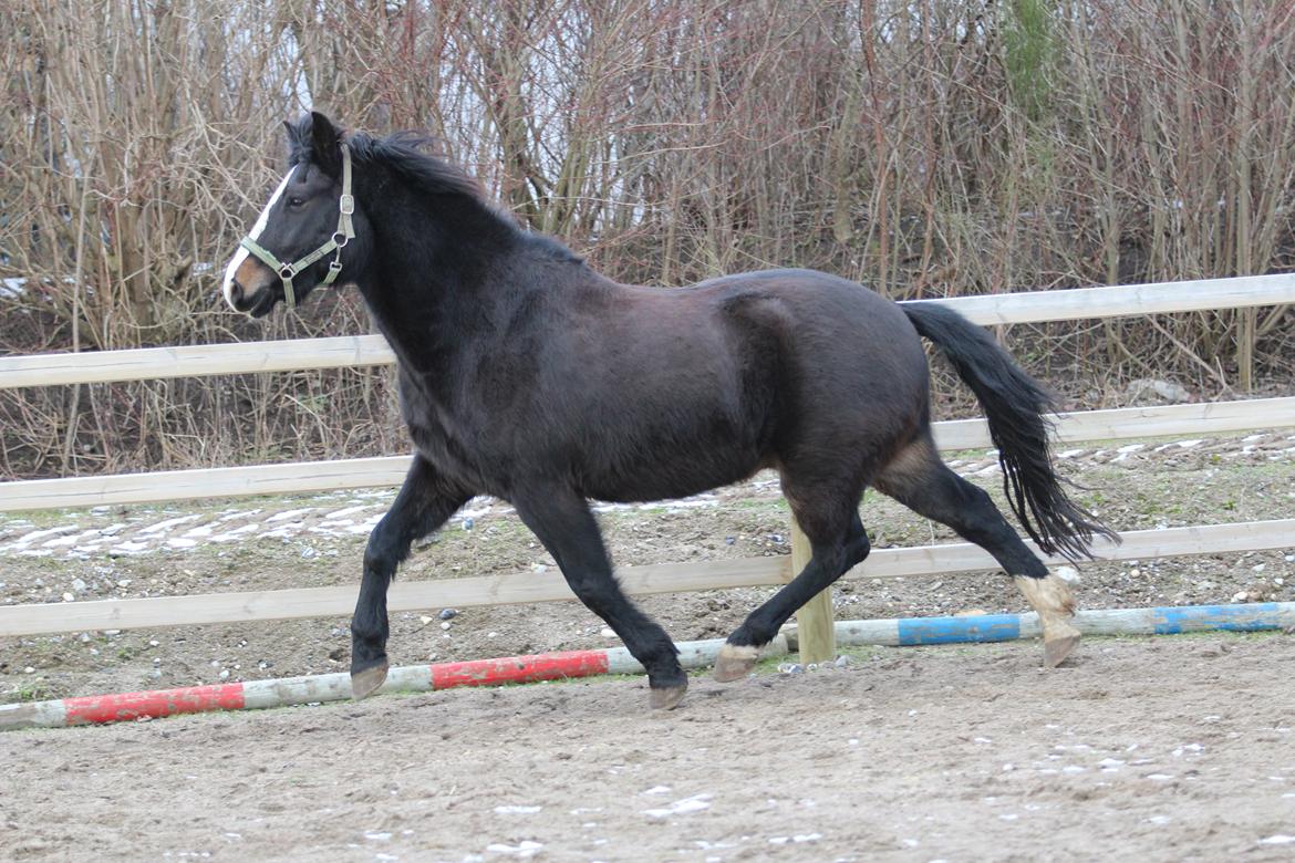 New Forest Lundemarksgaards Lacoste - 11) Ponyen er lige en tur løs på ridebanen d. 21/02-2013. Foto: Mig billede 11