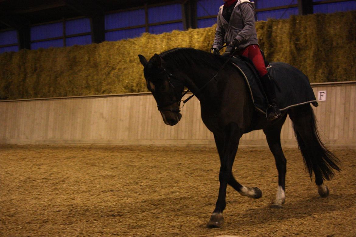 Dansk Varmblod Bukkerups Aiko - Foto: Jens (far), 21. februar 2013 billede 4