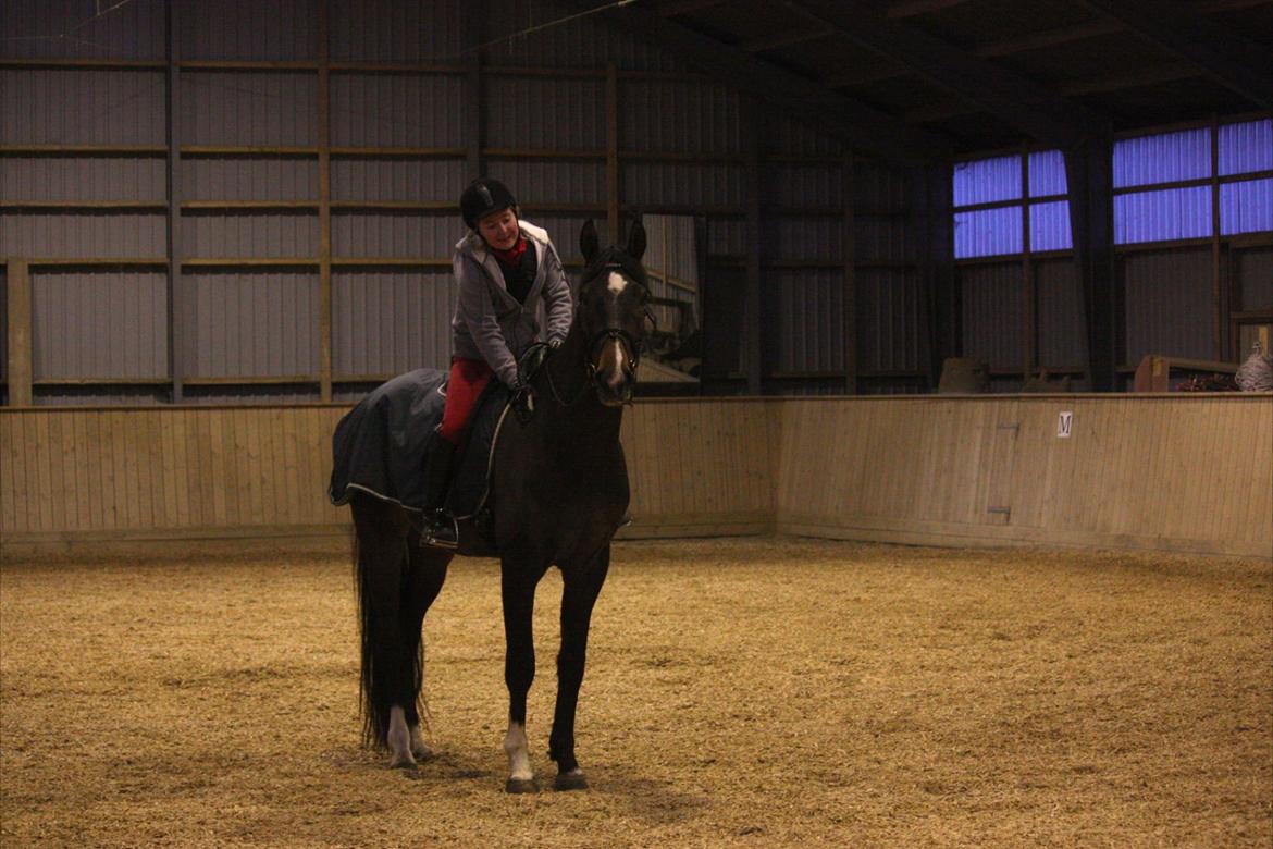 Dansk Varmblod Bukkerups Aiko - Foto: Jens (far), 21. februar 2013 billede 6