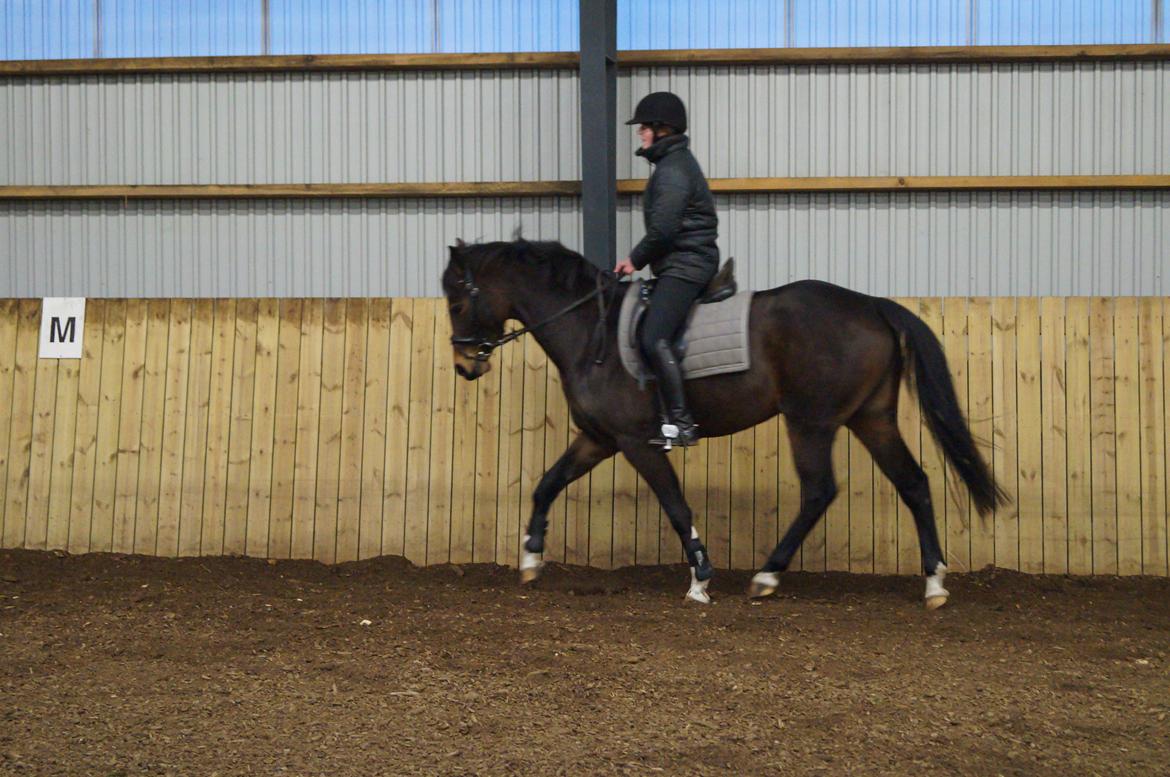 Dansk Varmblod Paris H - i holdning, jeg sidder dog dårligt billede 7