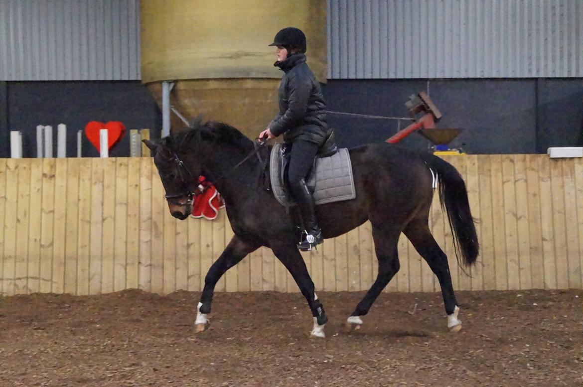 Dansk Varmblod Paris H - smukke :O billede 8