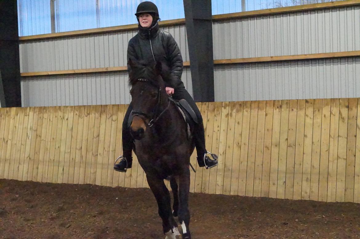 Dansk Varmblod Paris H - vi er brandflotte billede 9