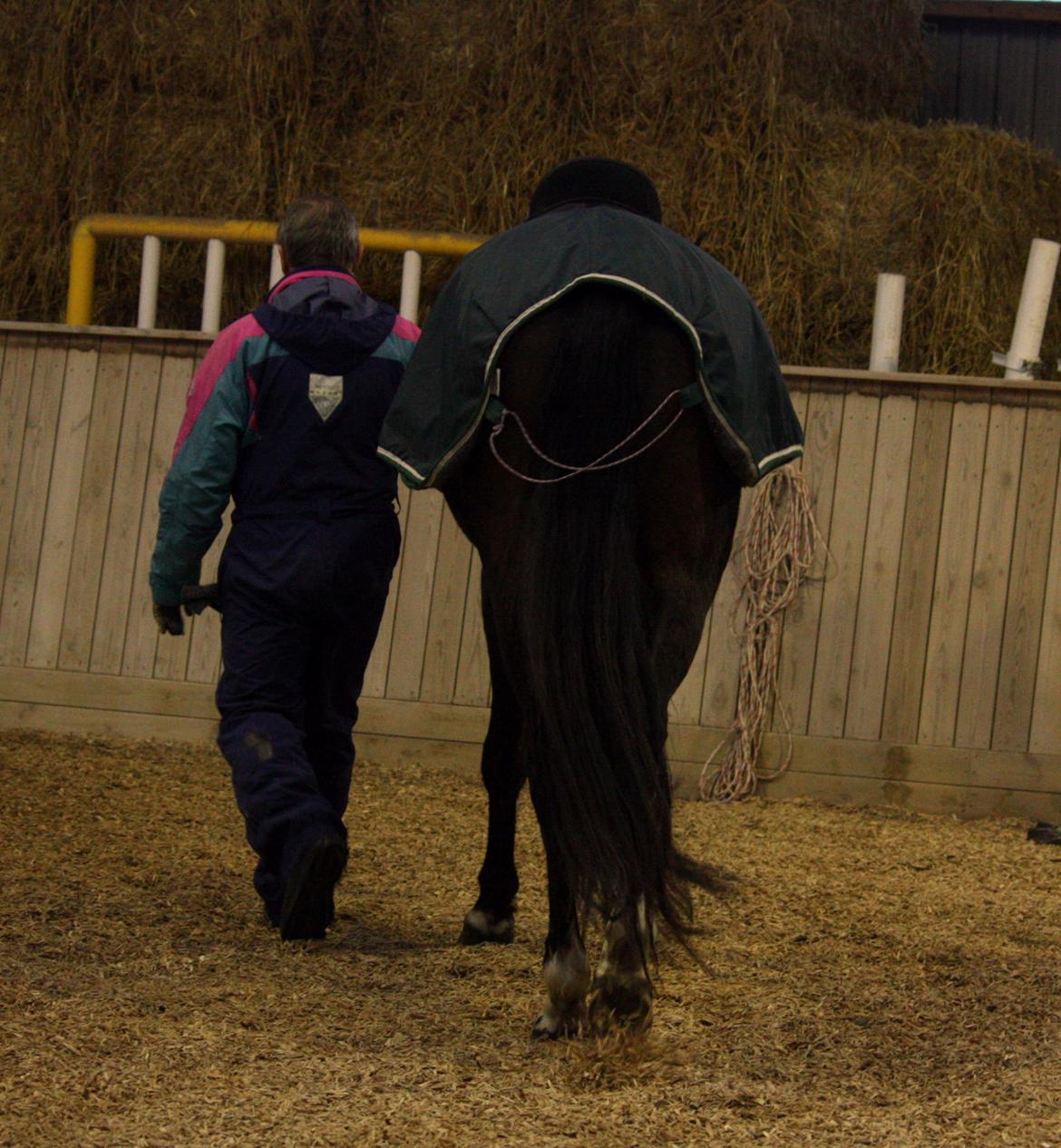 Dansk Varmblod Bukkerups Aiko - Nuuuuumse | Foto: Anne-Sofie Luther, 21. februar 2013. billede 19