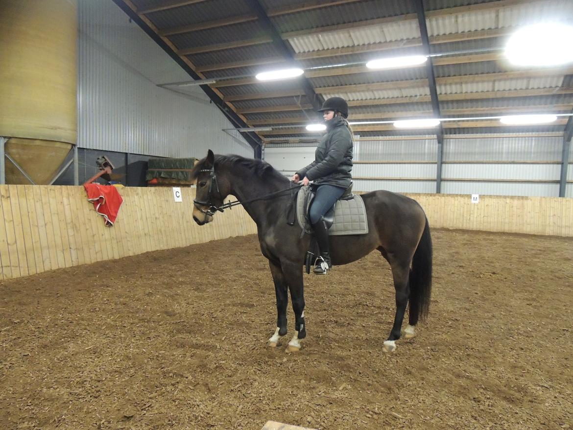 Dansk Varmblod Paris H - i stilling, i meget koldt vejr billede 10