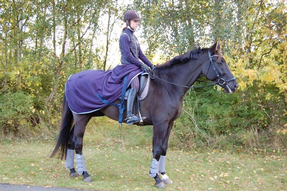 Trakehner Il Dollaro - På skridt tur :) billede 19