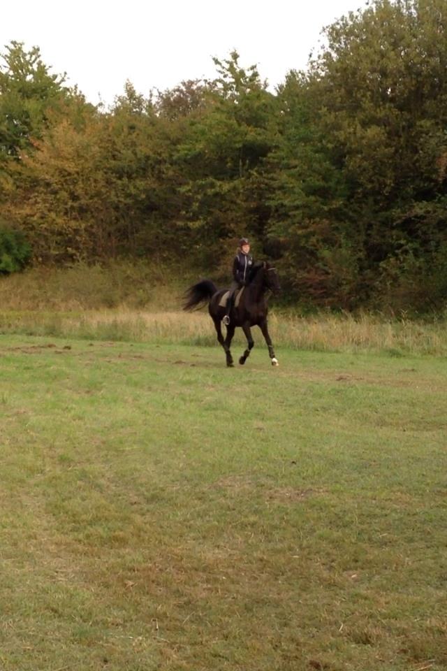 Trakehner Il Dollaro - Leger vild hest i fuld fart! :D
 billede 20