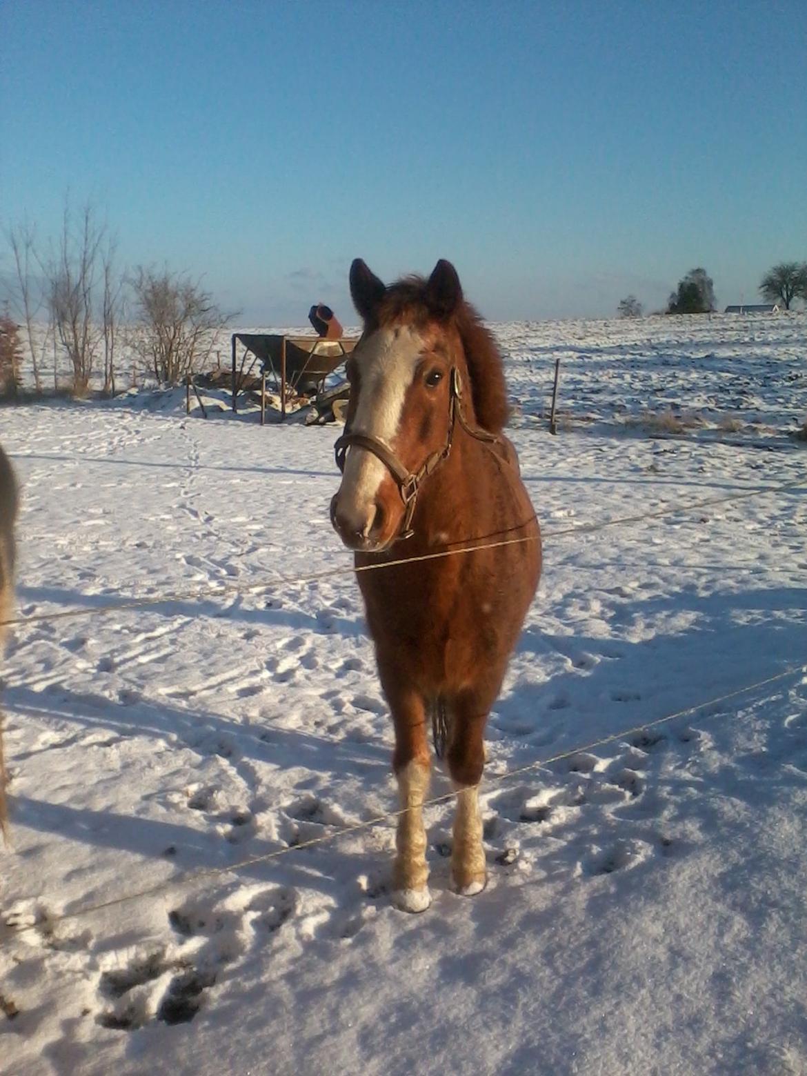 Anden særlig race Topsy billede 12