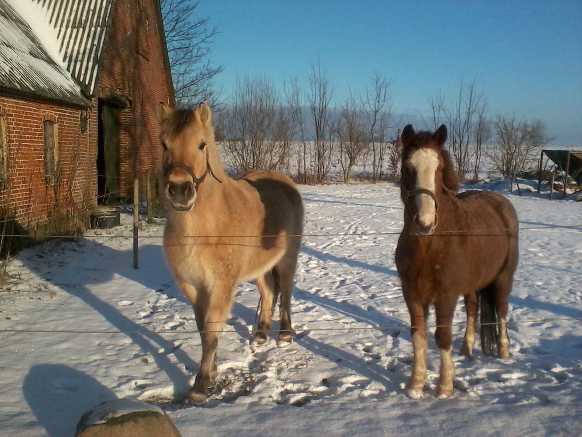 Anden særlig race Topsy - hypper der hygger billede 13
