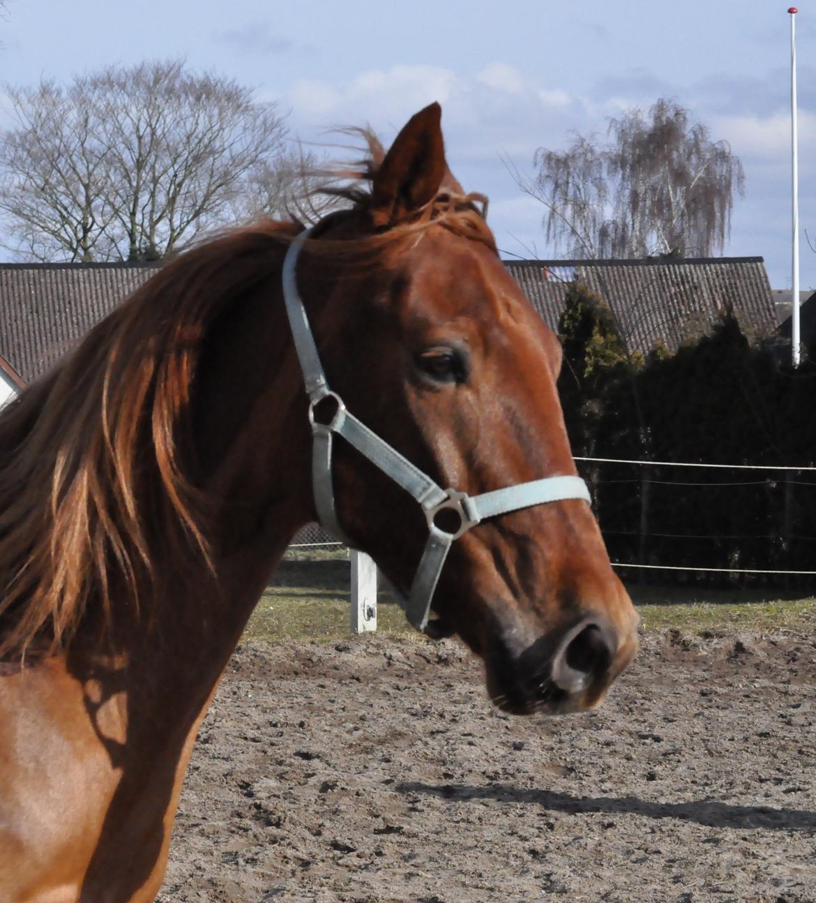 Anden særlig race ribergaards cassio billede 19