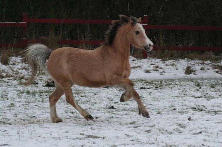 Anden særlig race Valdemar (gamle passer) - Så smuk du er!<3 Hygger i sneen:) Elsker dig!;) billede 2