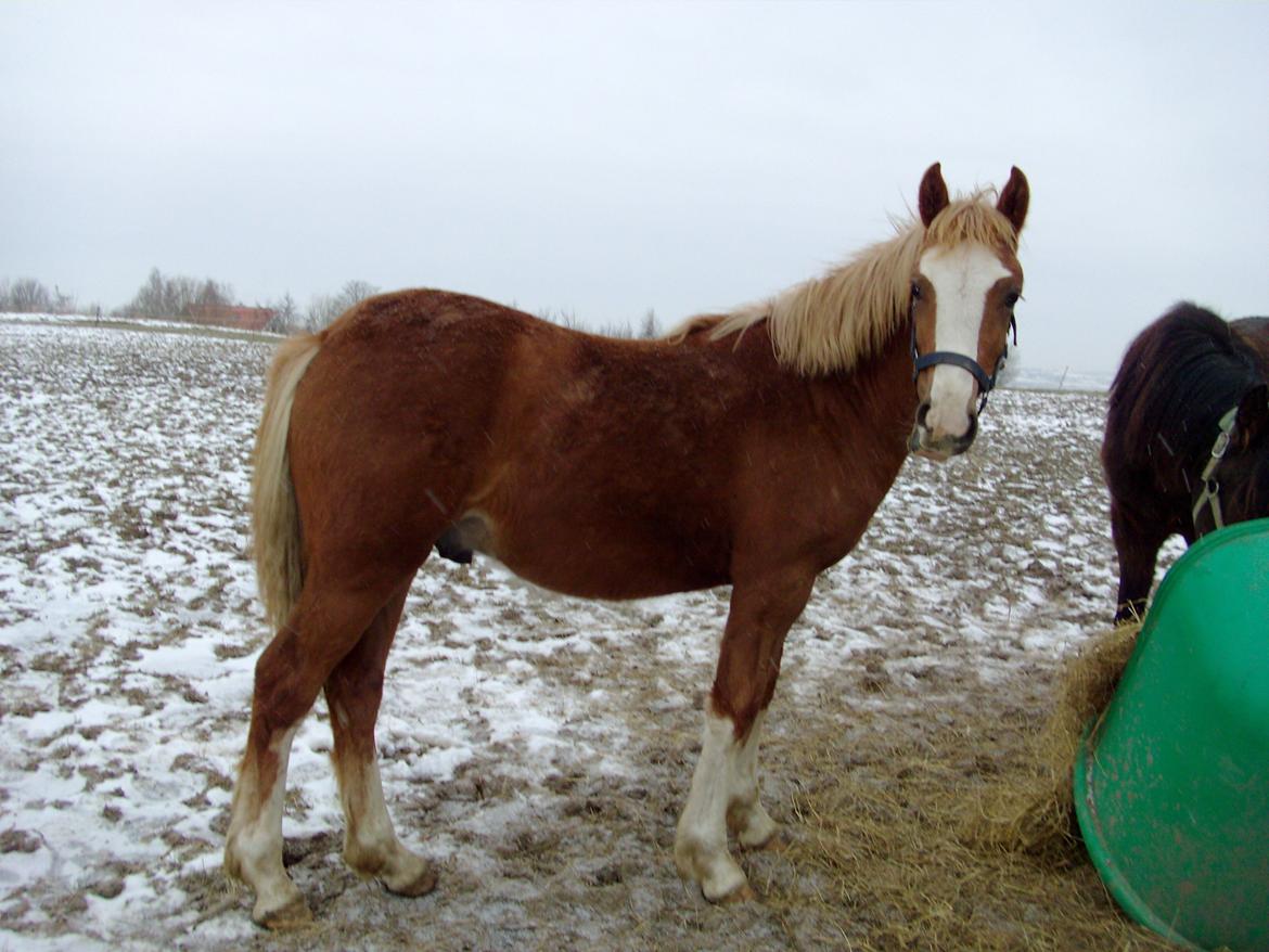 Welsh Cob (sec D) Bymosegaards Gigant billede 2