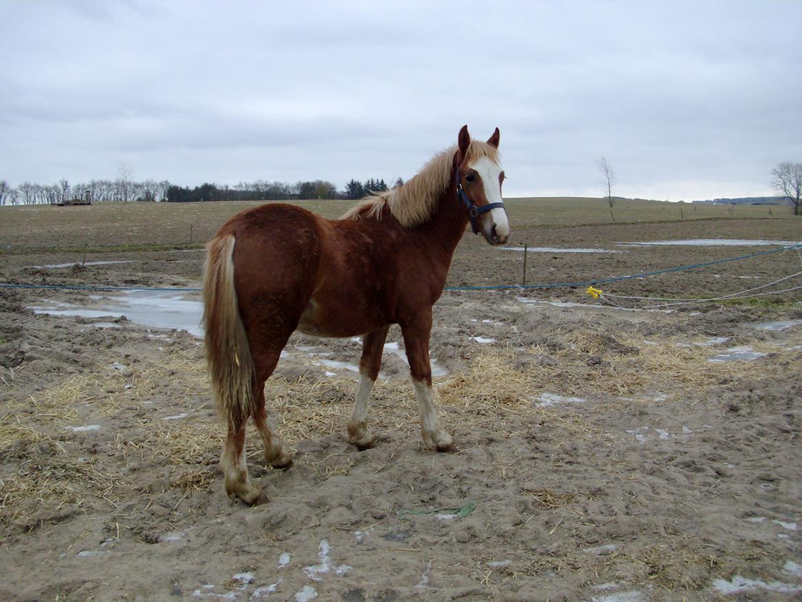 Welsh Cob (sec D) Bymosegaards Gigant billede 3