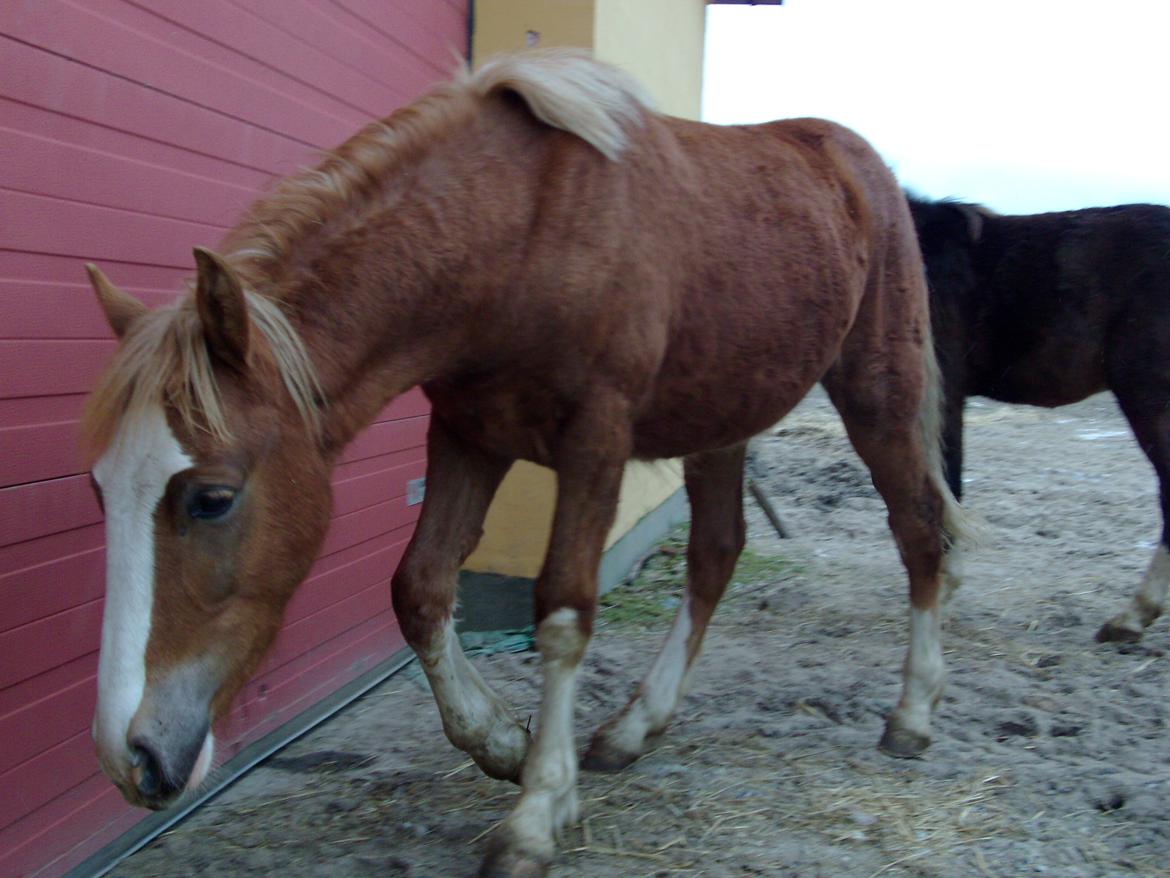 Welsh Cob (sec D) Bymosegaards Gigant billede 4