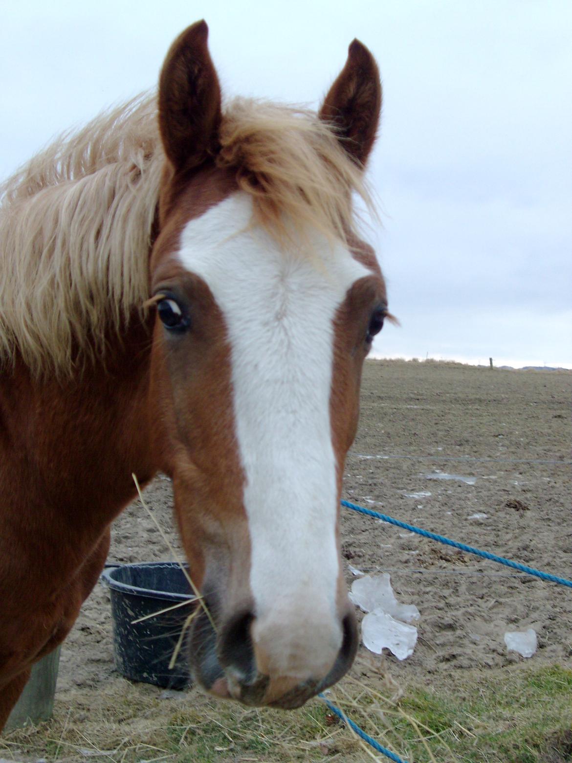 Welsh Cob (sec D) Bymosegaards Gigant billede 5