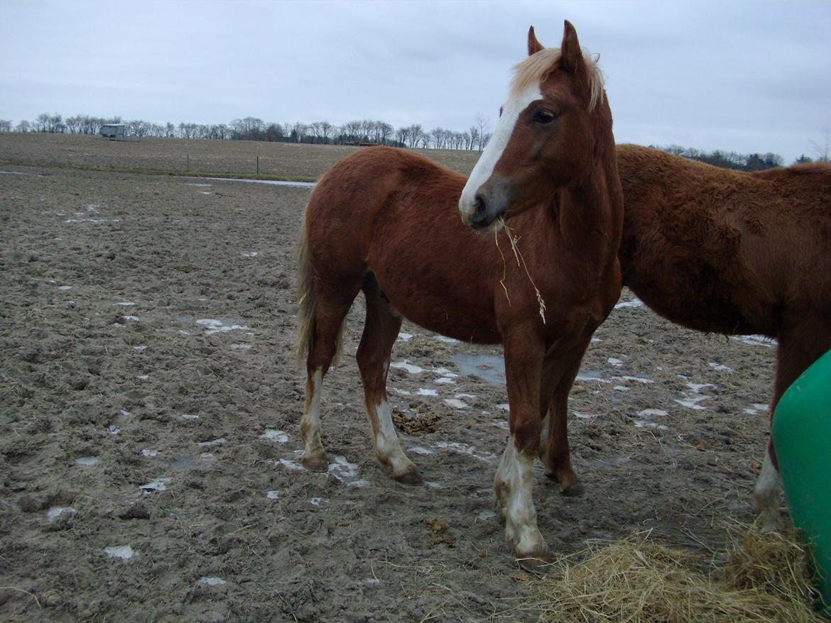 Welsh Cob (sec D) Bymosegaards Gigant billede 6