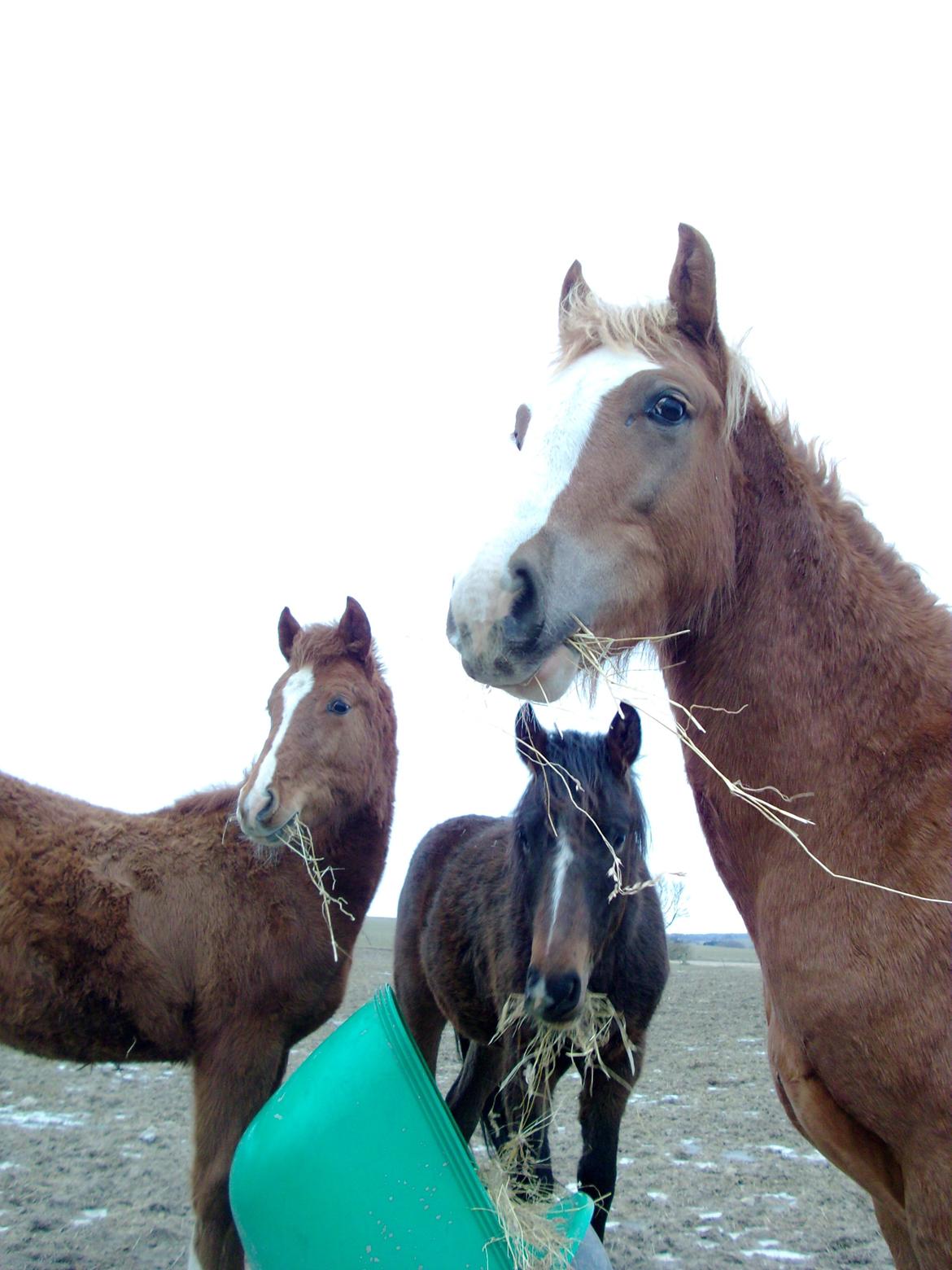 Welsh Cob (sec D) Bymosegaards Gigant billede 1