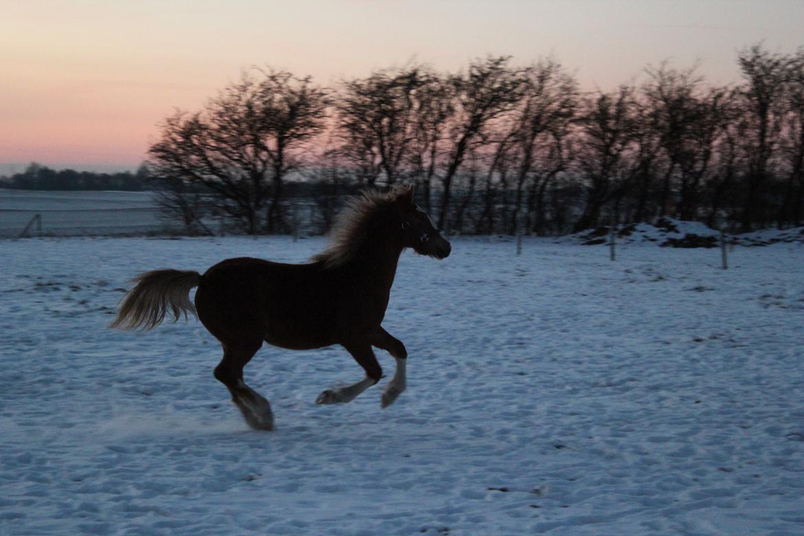 Welsh Cob (sec D) Bymosegaards Gigant billede 9