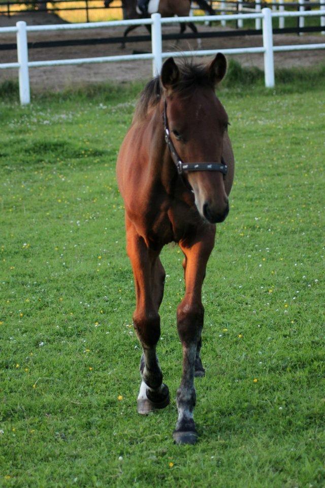 Anden særlig race Willemoes billede 13